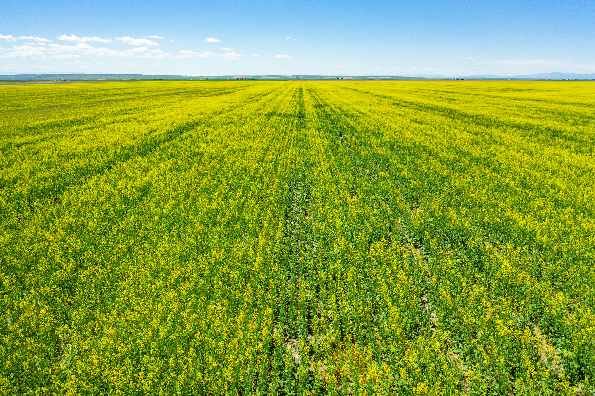 Canola field. Linker Farms, Judith Basin County, Montana. June 2020.