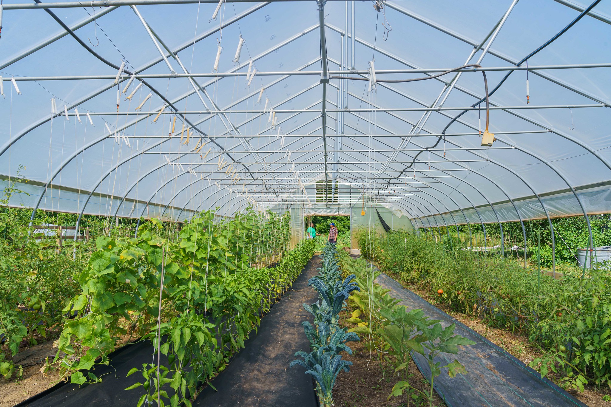 Amy Surburg, the owner of Berry Goods Farm in Morristown, Indiana, (right) talks with Sydney Lockett, district conservationist for USDA’s Natural Resources Conservation Service, June 27, 2022 about the farm and the high tunnel NRCS helped Surburg build using assistance from the Environmental Quality Incentives Program (EQIP). Surburg grows a variety of vegetables, berries and raises chickens on her farm. (NRCS photo by Brandon O’Connor)