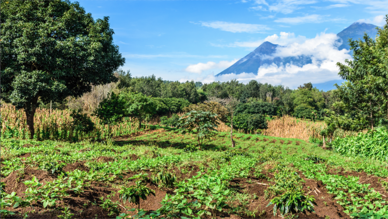 agricultural field with mountains in the background.