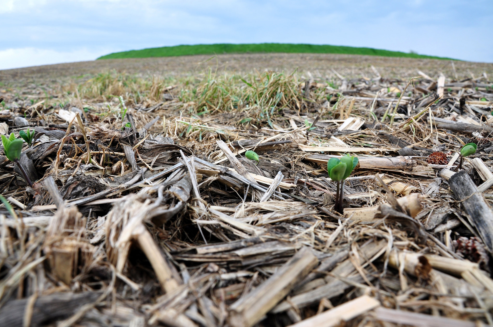 crop residue