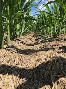 No-till, furrowed irrigation system. Barely, corn, sugar beet rotation in south central Montana. Photo Credit. Windy Kelley