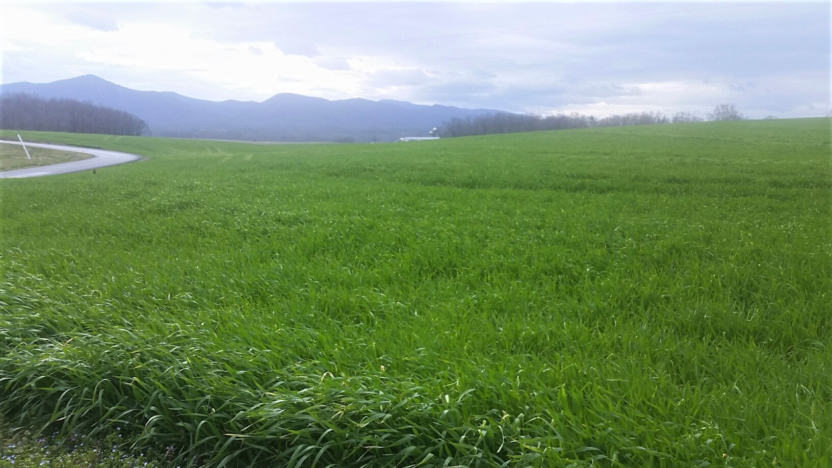 cover crops