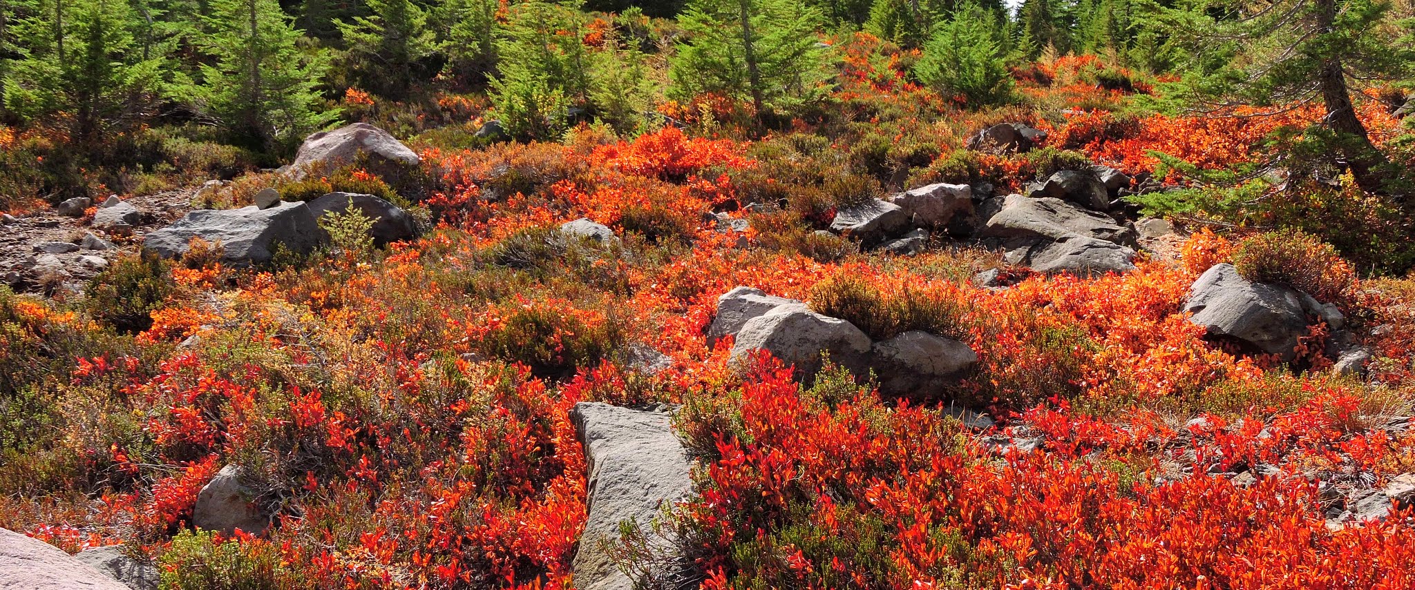 Huckleberry bushes in fall