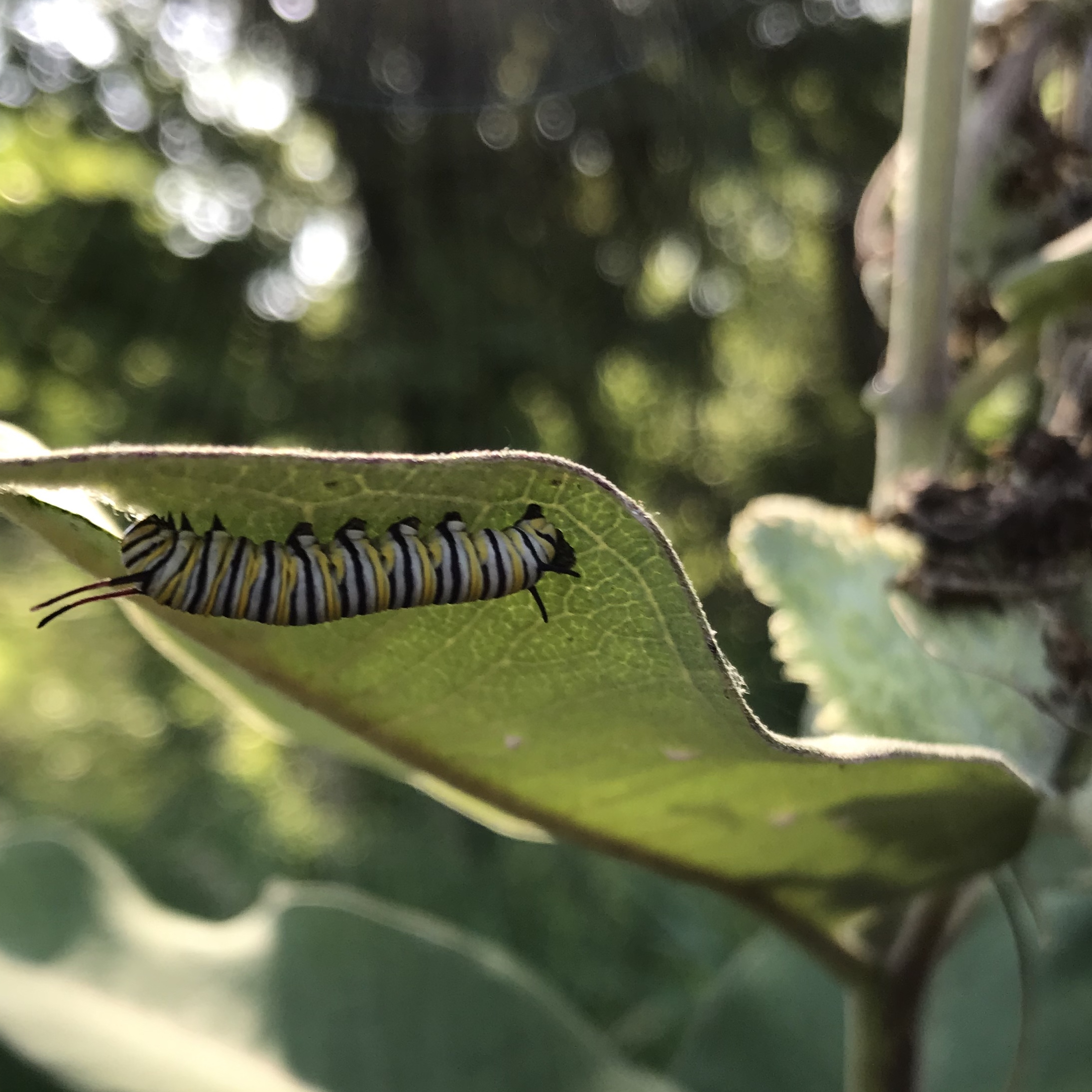 milkweed