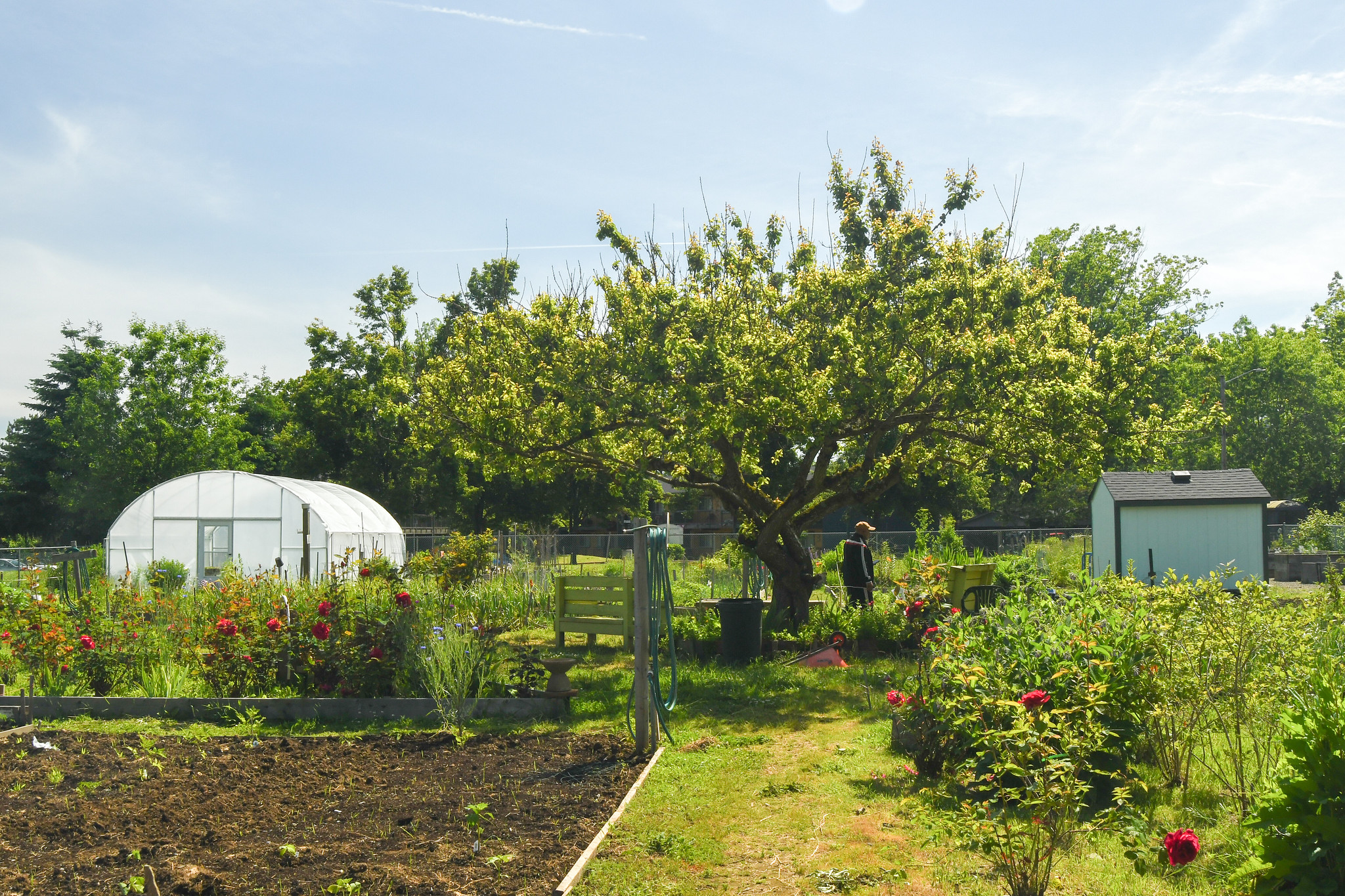 A community garden in Portland, Oregon. 