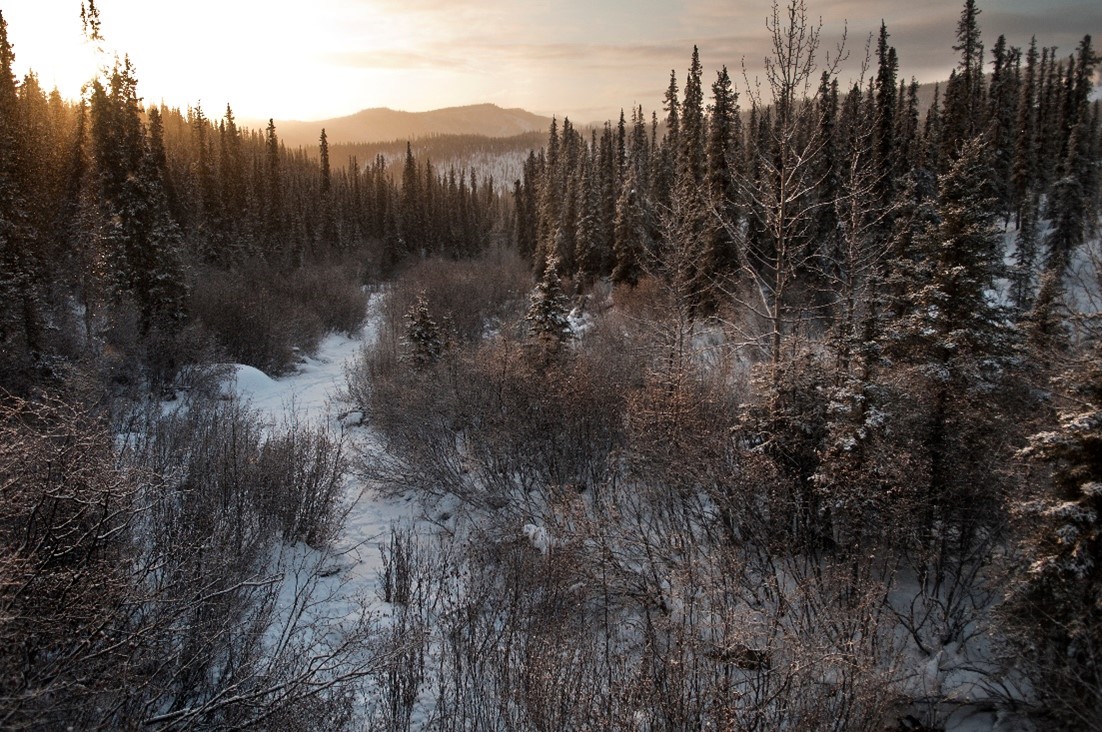 Boreal forest in winter. Contains dark trees, snow, blue sky. 