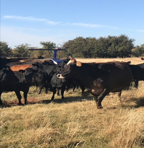 Cattle gathering around a farming vehicle