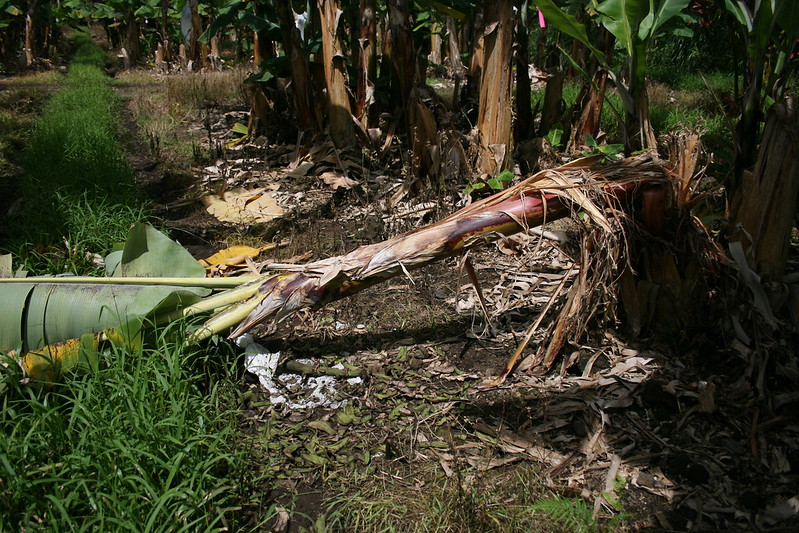 Feral pig damage in Kurtistown Hawaii by Scot Nelson is in the public domain