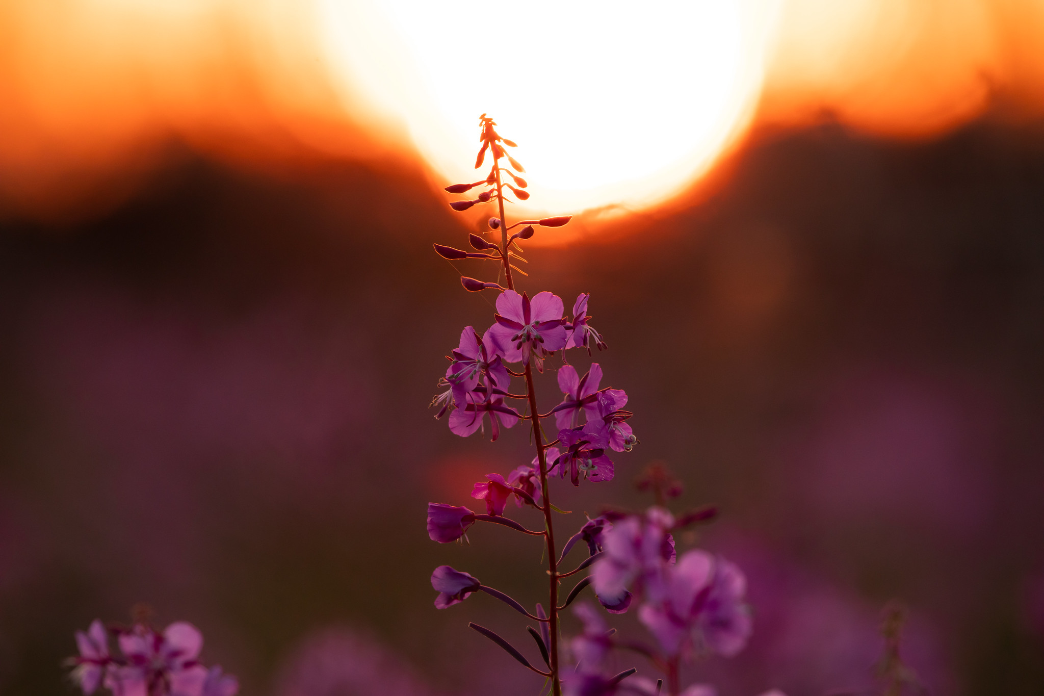 Pink fireweed emerging after the Swan Lake Fire.