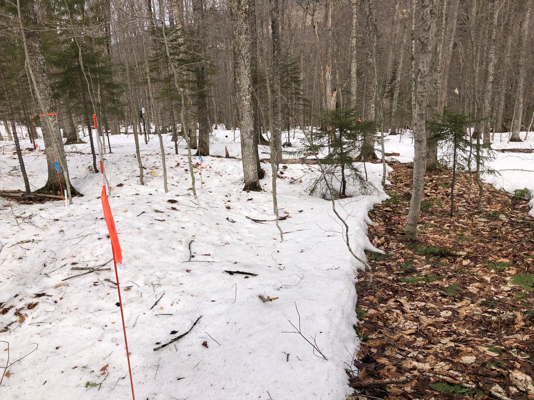 Warming plot at Hubbard Brook