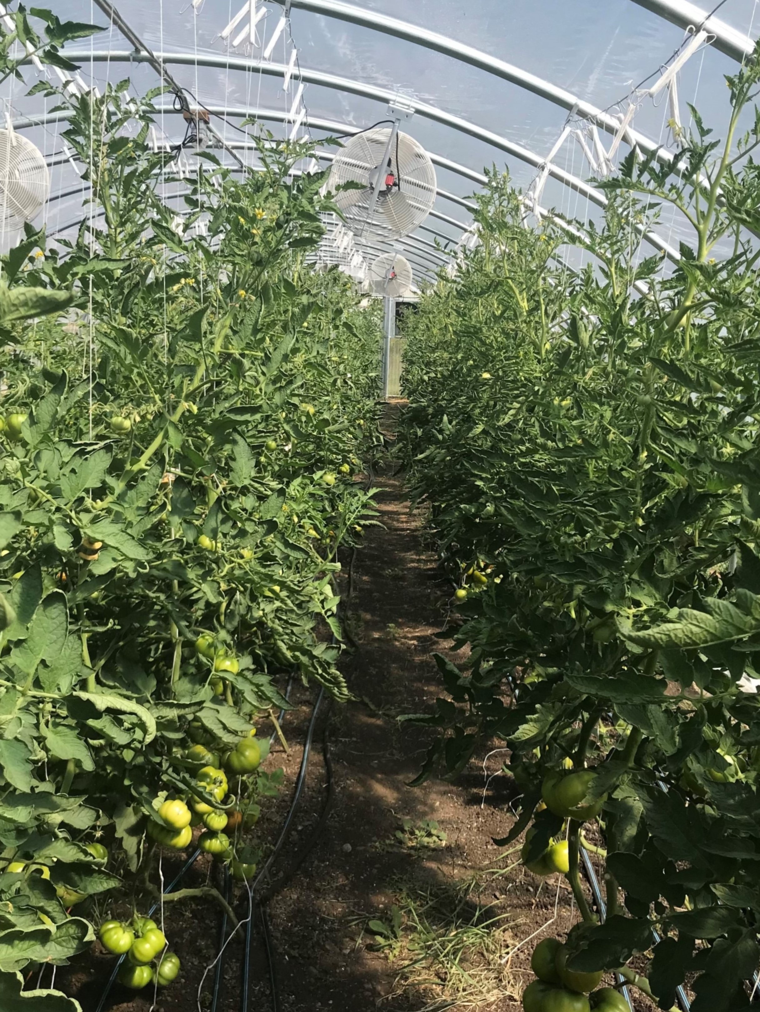 Tomatoes grow beneath a high tunnel.