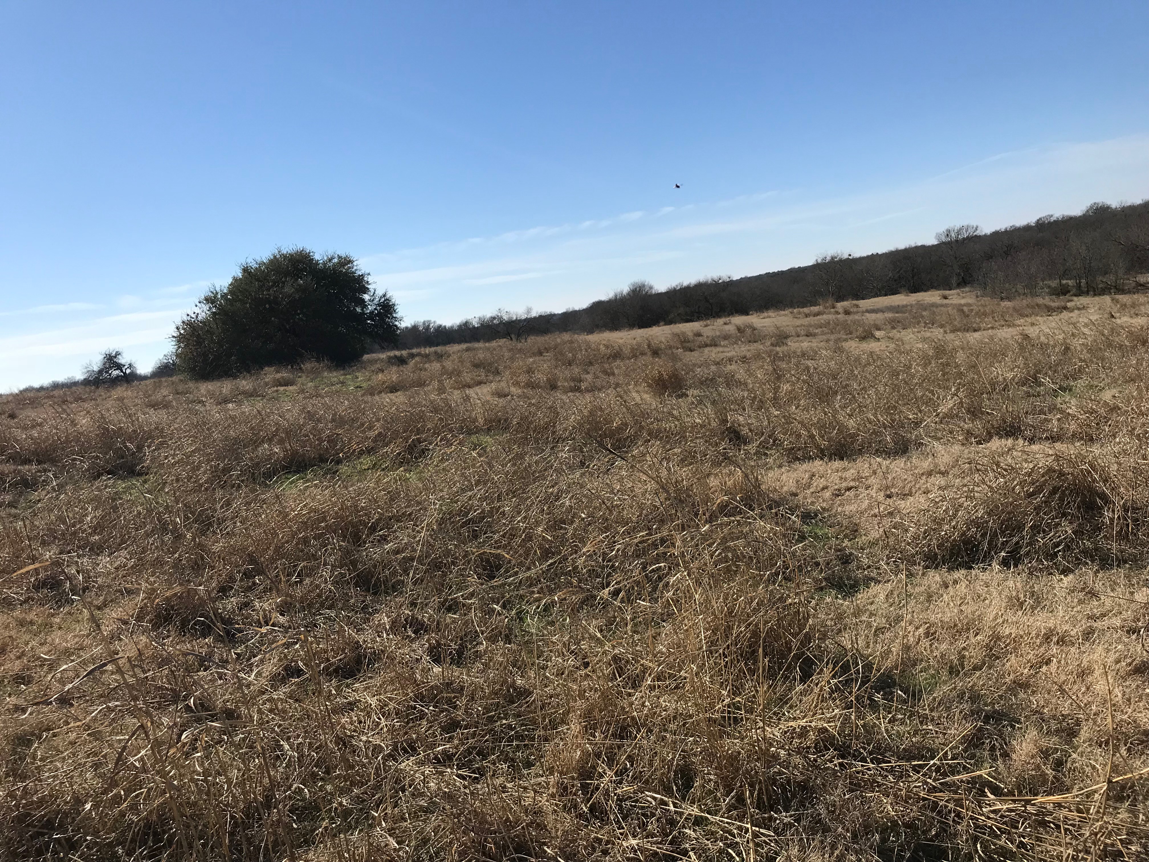 Dry pastureland