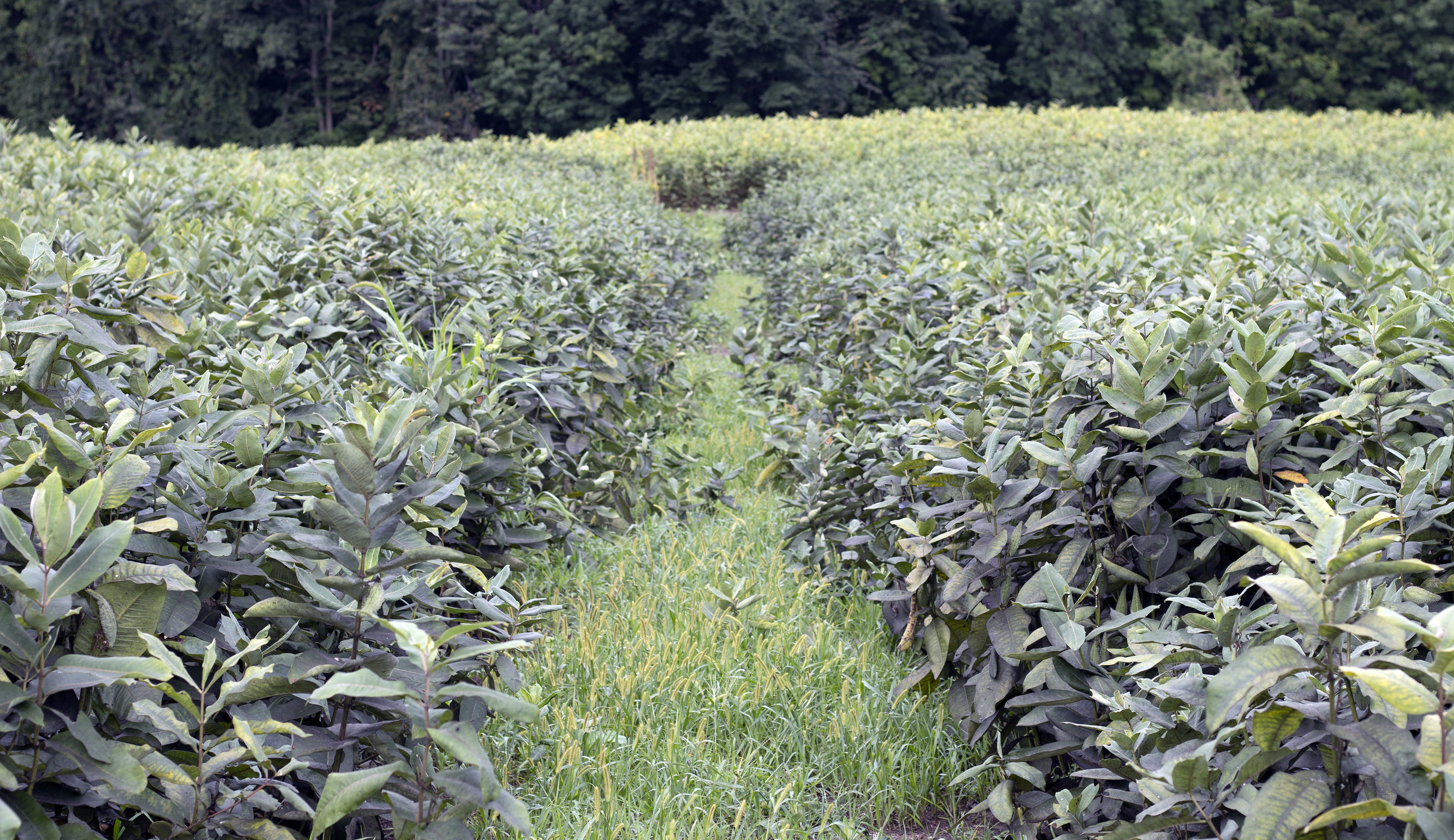 Milkweed stand at borderview farm