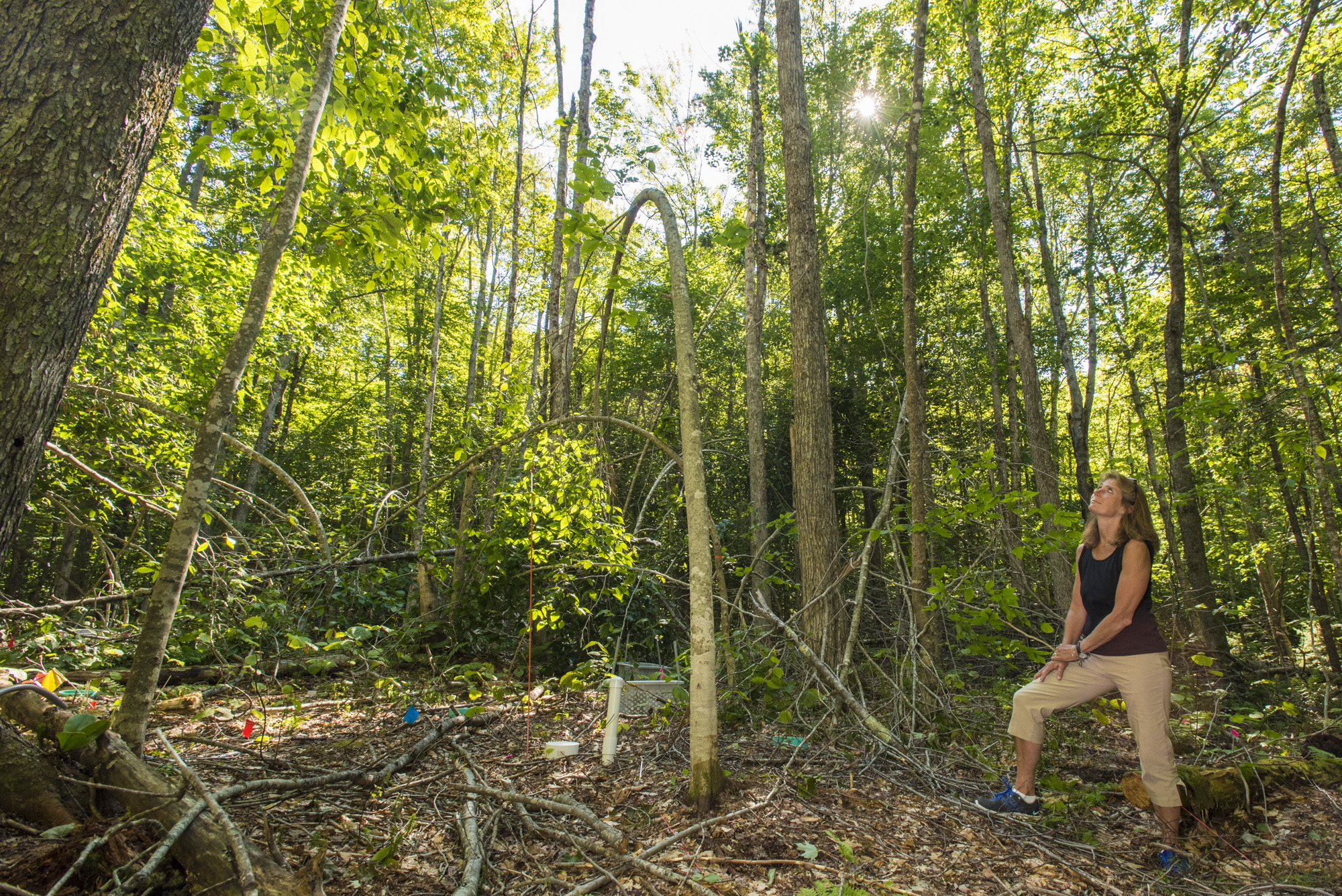 Dr. Lindsey Rustad views tree canopy in ice storm research plot at Hubbard Brook