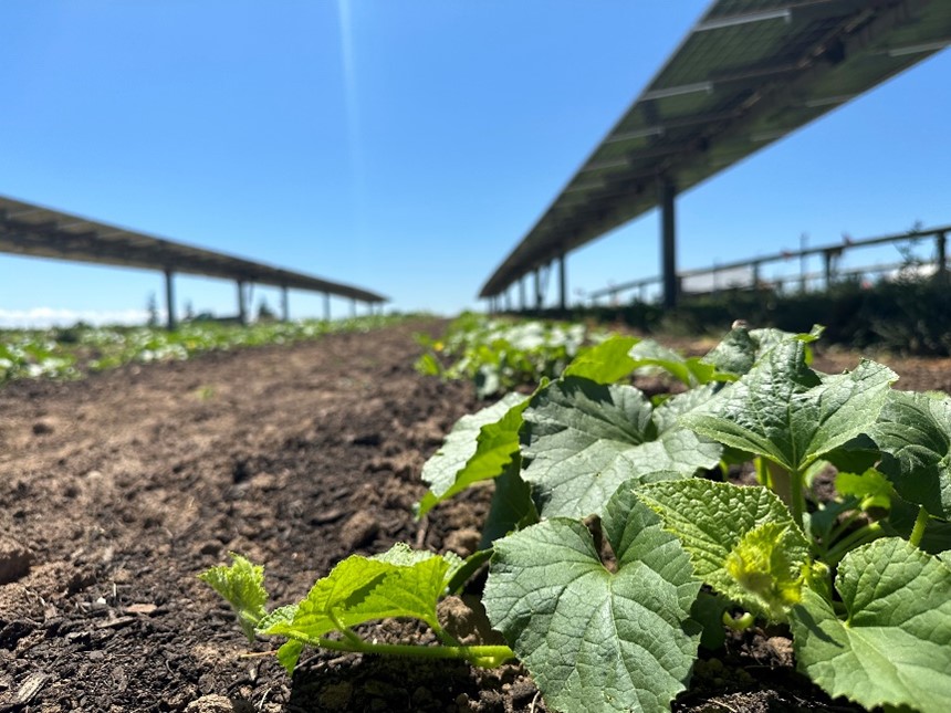 A plant grows beneath rows of solar panels in Oregon.