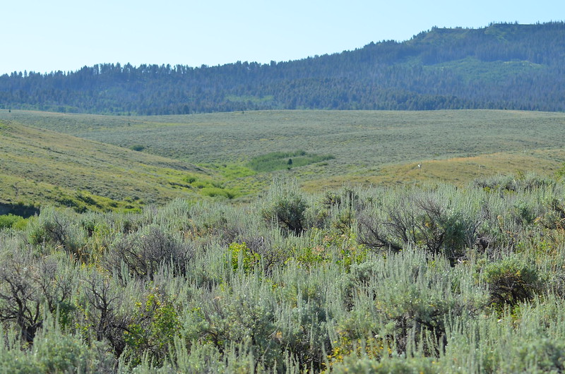 Sagebrush steppe rangelands