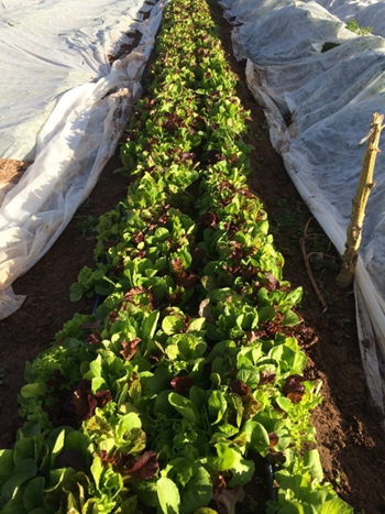 Salad Greens at Haycamp