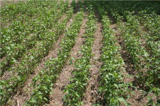 Salt-tolerant crops, such as seashore mallow have shown promise as non-traditional crops for biofuels and biodegradable absorbents. Photo by Jack Gallagher, University of Delaware.