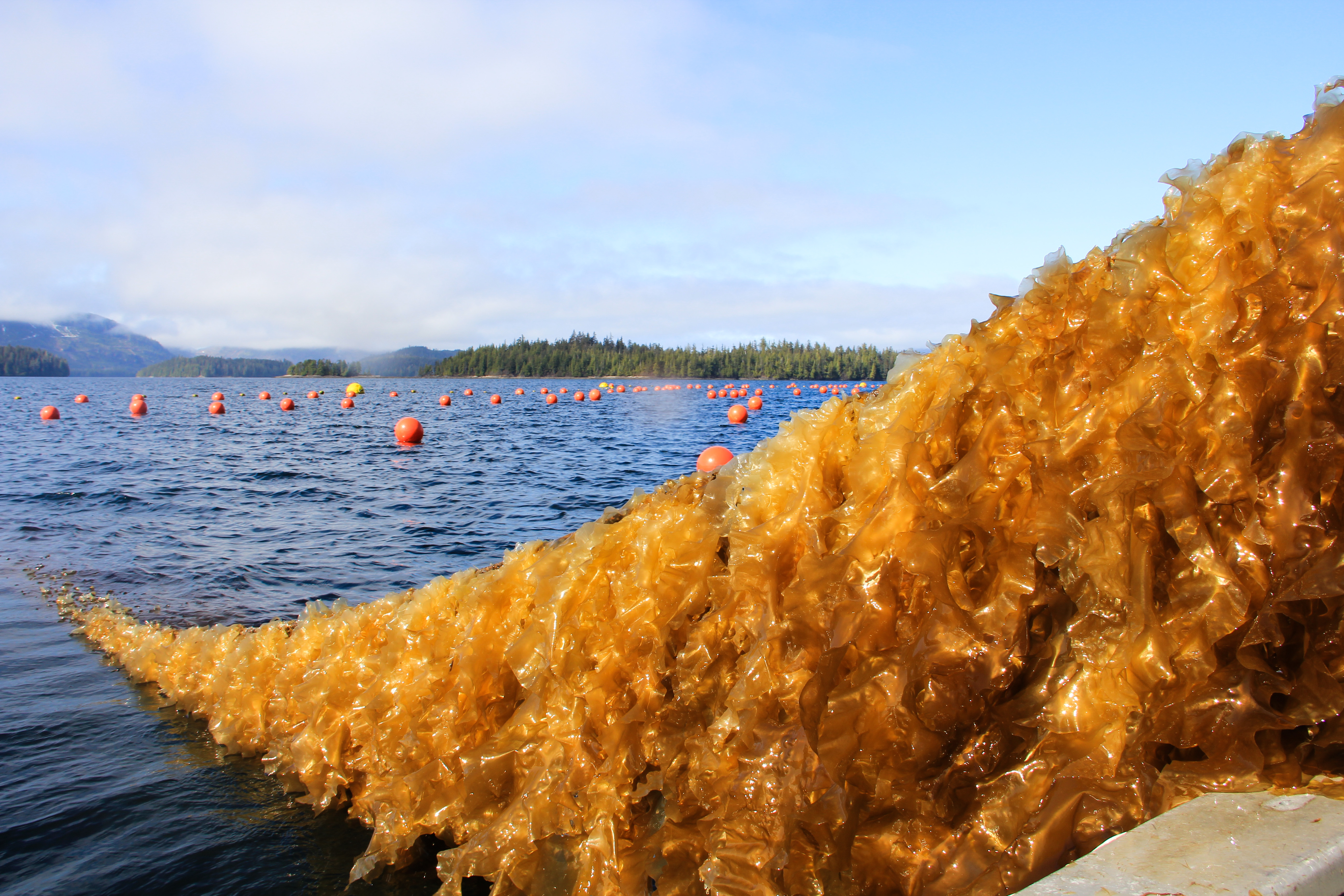 Light brown sugar kelp dry in the sun on a line extending into the sea below.