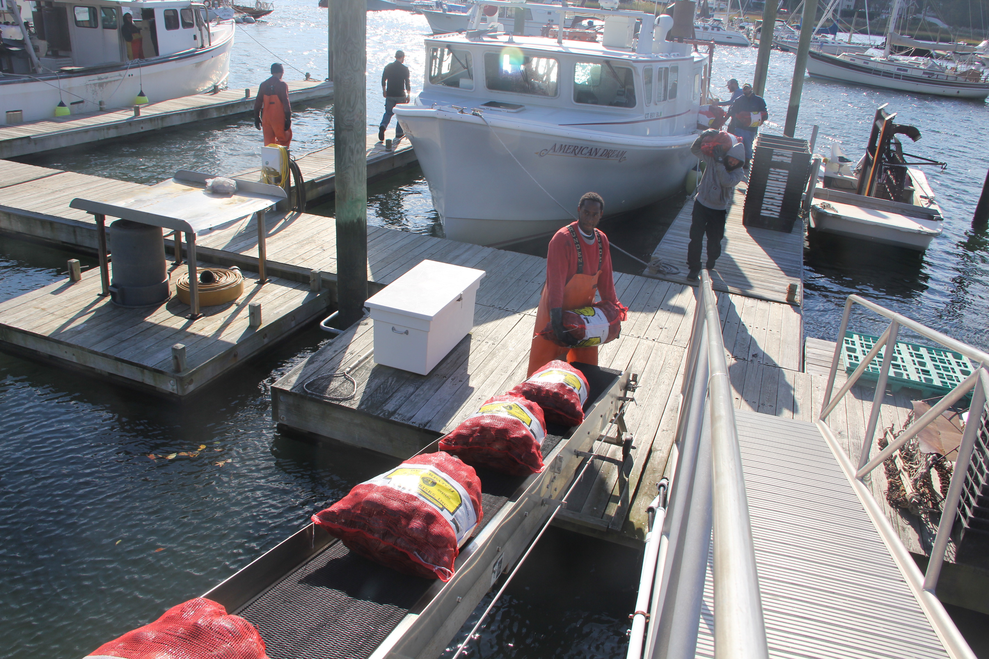 Workers at Briarpatch Enterprises in Milford, CT, offload bags of clams harvested from Long Island Sound onto a conveyor belt. The conveyor belt lifts the bags into a company truck that transports them to the warehouse for processing. Photos by Judy Benson, Connecticut Sea Grant.