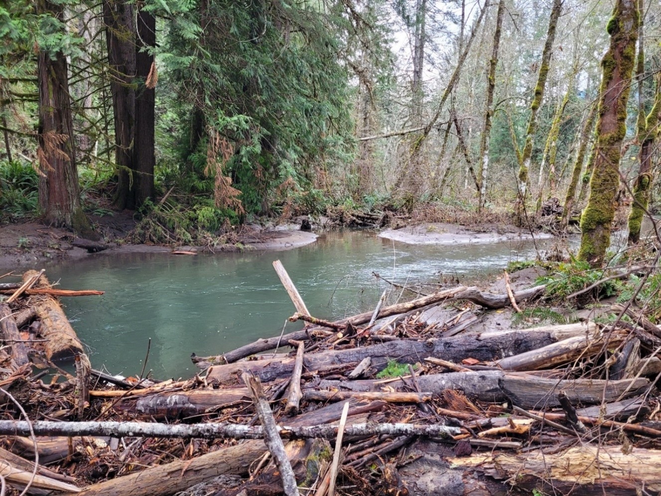 a river with logs jamming the flow, creating a pool