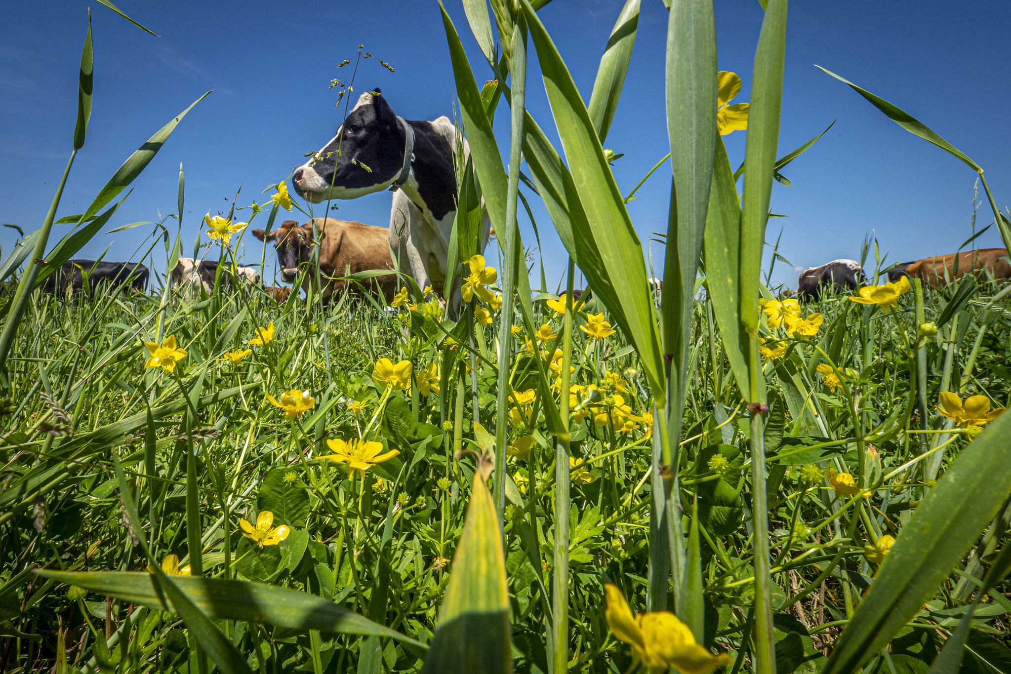 healthy pasture