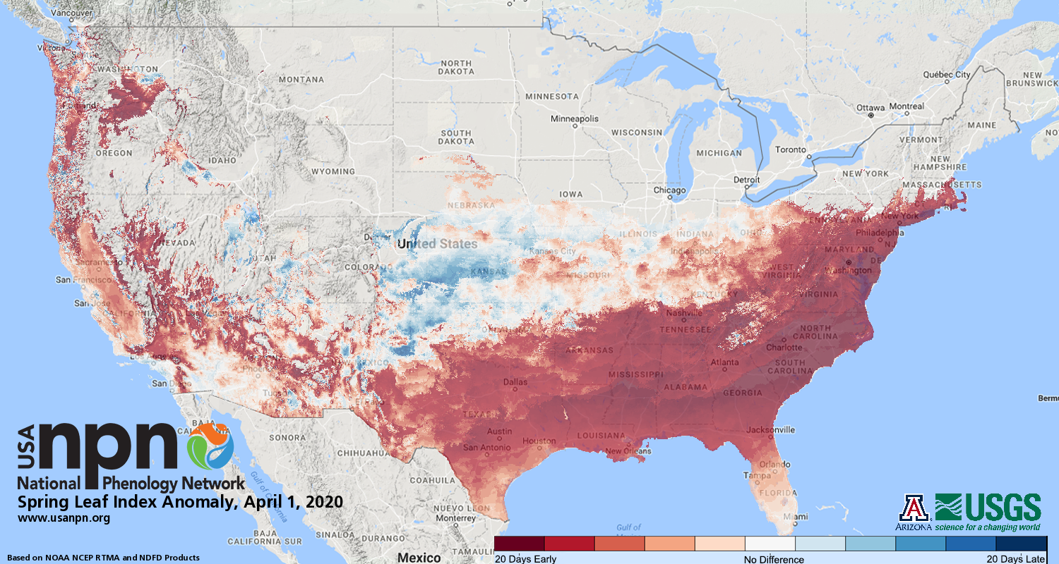 Spring leaf out across the conterminous US, April 1, 2020