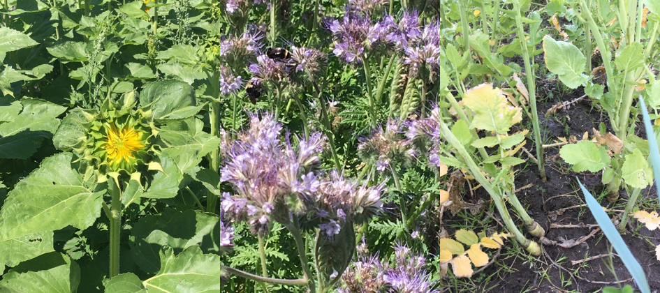 Cover crops: sunflower, phacelia, radish