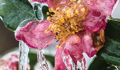 Frozen peach blossom