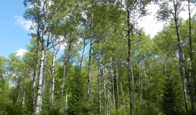 trees with blue sky behind