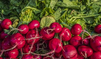 GrowNYC sponsors the Corona Farmers Market in Queens, New York, one of the most dynamic and diverse farmers markets in the city. The farmers market is just steps off the subway and mass transit system for the city. USDA photo by Preston Keres