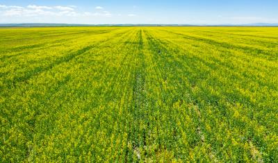 Canola field. Linker Farms, Judith Basin County, Montana. June 2020.