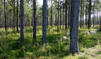 a typical silvopasture field that was developed from a slash pine plantation. Brush species invaded abundantly after the canopy was opened up and goats were used to manage the brush. Jim Robinson, USDA-NRCS