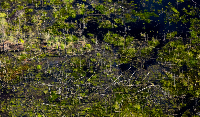 Dead loblolly pines cast shadows over salt marsh at Blackwater National Wildlife Refuge in Dorchester County, Maryland on June 5, 2018. 