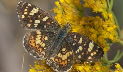 Phyciodes pulchella in the Great Basin National Park Credt: Robert Webster / xpda.com / CC-BY-SA-4.0