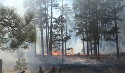 Burning undergrowth in ponderosa pine forest