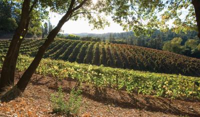 A vineyard on a sunny day.