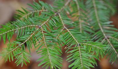 pine needles