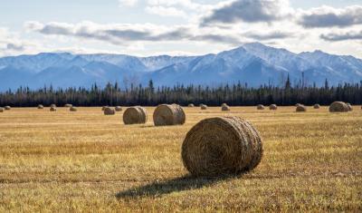 Round bales of hay sit in a field with snow covered mountains in the background