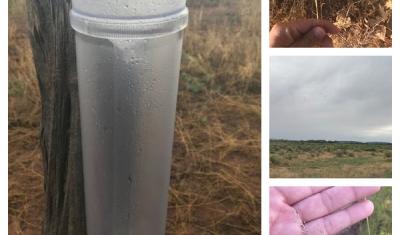 Rain gauge and native grasses