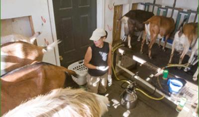 Goat milking at Does Leap Farm 