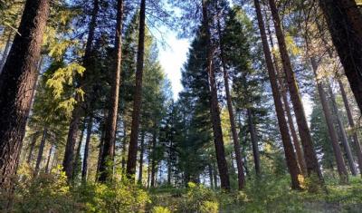 Sierra mixed-conifer forest at Fleming Meadows in the El Dorado National Forest in California