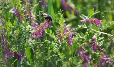 Building soil health, such as with cover crops like this pictured winter rye and hairy vetch mix, helps a farm be more resilient to weather volatility. Photo by Ron Nichols, USDA