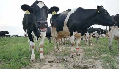 Organic dairy cows exhibit signs of heat stress after being turned out to pasture for night grazing in mid-July (Maryland).