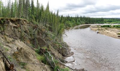 Trees slump over a cliff into a river in Alaska. 