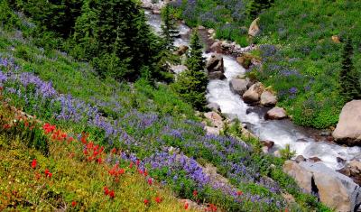 wildflowers next to stream in pacific northwest