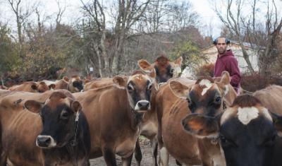 Farm worker, Ethan, brings the cows to the barn for afternoon feeding.