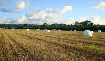 hayfield