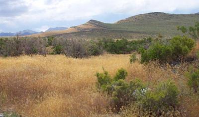 Cheatgrass and juniper in Wyoming