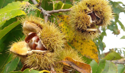 Photo by Sara Fitzsimmons, American Chestnut Foundation